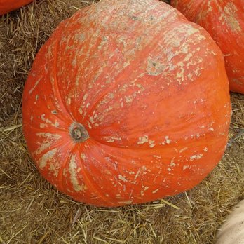 Pa's Pumpkin Patch - This is a med size pumpkin!! There are so many more 2-3 thinned the size of this!! - Amusement Parks Near Me - Lakewood, California Pa's Pumpkin Patch - This is a med size pumpkin!! There are so many more 2-3 thinned the size of this!! - Amusement Parks Near Me - Lakewood, California