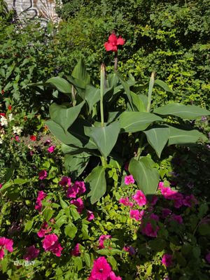 Planten un Blomen by null