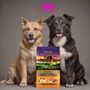 Photo of Love and Paws
