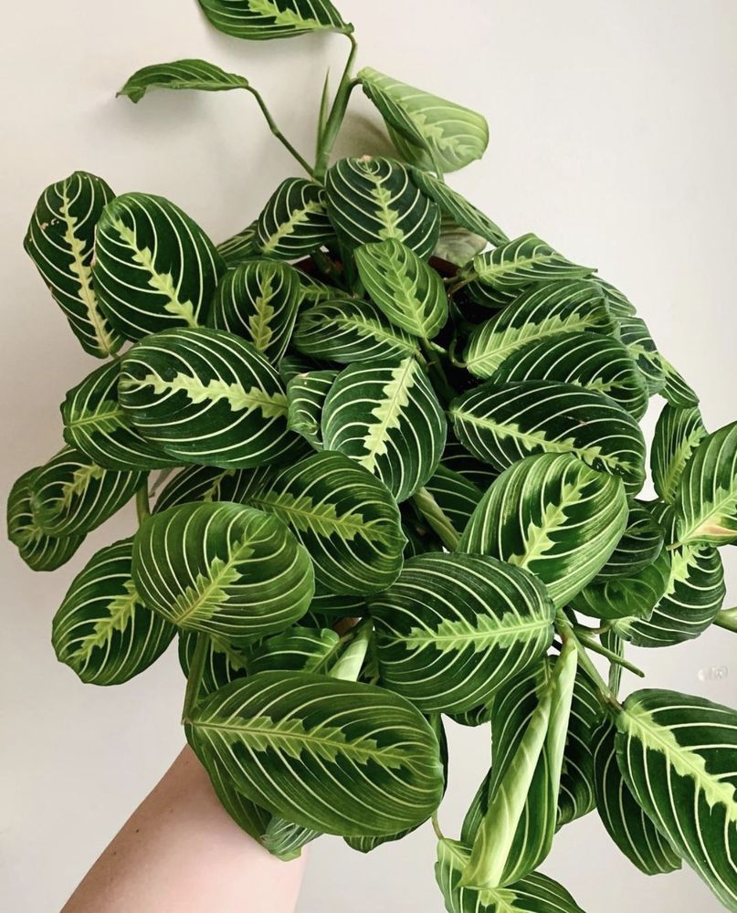 THE PLANT GUYS CO. 10 Photos 13702 Jamboree Rd, Irvine, California