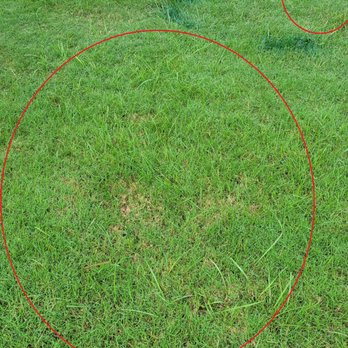 Unlimited Lawn Care - One example of where they sprayed weeds but ignored other obvious weeds nearby - Lawn Services Near Me - Conyers, Georgia Unlimited Lawn Care - One example of where they sprayed weeds but ignored other obvious weeds nearby - Lawn Services Near Me - Conyers, Georgia