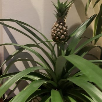 Corto Lima - Pineapple plant on bar - Latin American Near Me - Lexington, Kentucky Corto Lima - Pineapple plant on bar - Latin American Near Me - Lexington, Kentucky