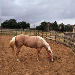 J & J Performance Horses