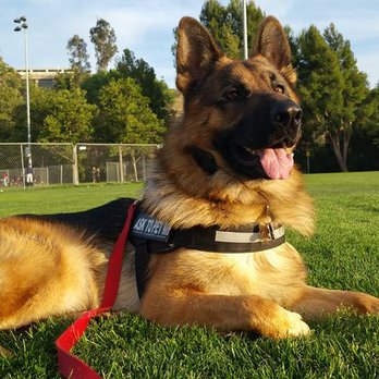 Off leash K9 Training - Prescott - Pet Training Near Me