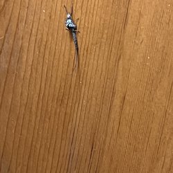 M-22 Inn Suttons Bay - Dead bugs everywhere