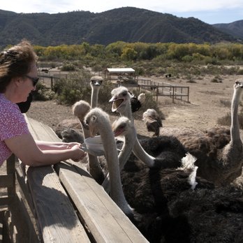 Ostrichland USA - Maggie fees the ostriches. - Attraction Farms Near Me - Solvang, California