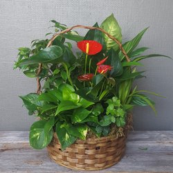Eureka Florist - We have increased the inventory of plants we carry at a variety of prices so folks can have the option of choosing plants or fresh flowers.