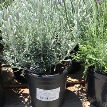 Green Acres Nursery & Supply - Nurseries & Gardening Near Me - Rocklin, California Green Acres Nursery & Supply - Nurseries & Gardening Near Me - Rocklin, California