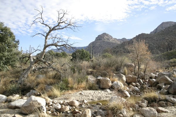 Catalina State Park by null