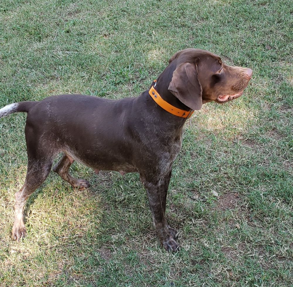 WINGSHOT KENNELS Updated May 2024 Request Information Alpine