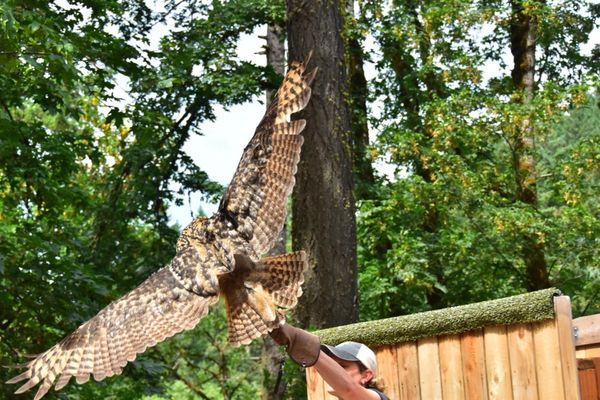 Cascades Raptor Center by null