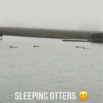 Monterey Bay Eco Tours - Raft of sea otters - Boat Tours Near Me - Moss Landing, California Monterey Bay Eco Tours - Raft of sea otters - Boat Tours Near Me - Moss Landing, California