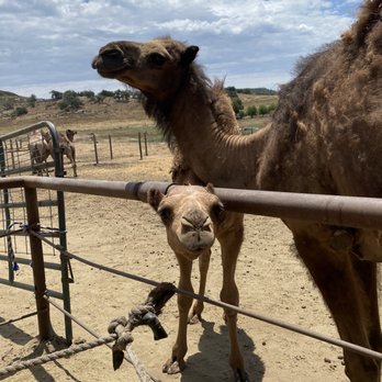 Oasis Camel Dairy - Attraction Farms Near Me - Ramona, California Oasis Camel Dairy - Attraction Farms Near Me - Ramona, California