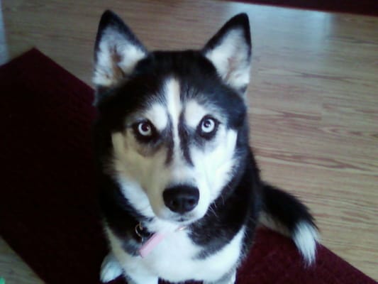 Photo of Happy At Home Pet Sitting - Indianapolis, IN, US. Founded by Allison Maguire, our mission is to provide pets with the same high-quality care that we provide to our own pets.