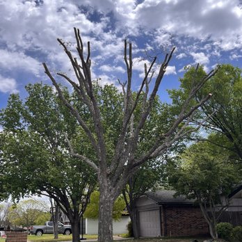 Monkey Tree Service And Stump Grinding - Tree Services Near Me Monkey Tree Service And Stump Grinding - Tree Services Near Me