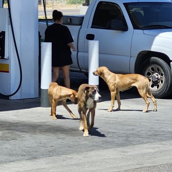Komatke Market - Rez Dog Xpress - 3 Arizona Browns - Convenience Stores Near Me - Laveen, Arizona Komatke Market - Rez Dog Xpress - 3 Arizona Browns - Convenience Stores Near Me - Laveen, Arizona