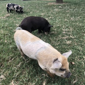 Halbert Farm KuneKune Pigs - 3 month old Kunekune pigs - Ranches Near Me - Burleson, Texas Halbert Farm KuneKune Pigs - 3 month old Kunekune pigs - Ranches Near Me - Burleson, Texas