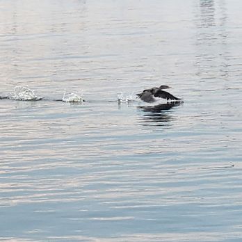 Broad Reach Adventures  - Cormorant skating along the water. - Sailing Near Me - Saco, Maine