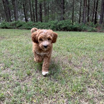 Treehouse Animal Clinic - Veterinarians Near Me - Atlanta, Georgia