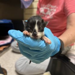 Paw Project of Georgia - Adorable bottle baby