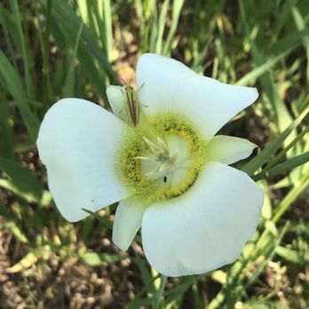 Chautauqua Park - Mariposa lily - Parks Near Me - Boulder, Colorado