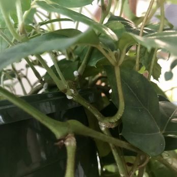 Pike Nurseries - Nurseries & Gardening Near Me - Matthews, North Carolina