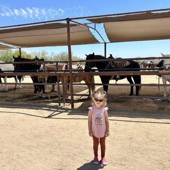 MacDonald's Ranch - Beautiful horses! - Horseback Riding Near Me - Scottsdale, Arizona