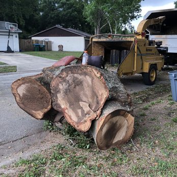 J and J's Lawn and Tree Service - Big tree :( over 5' wide - Lawn Services Near Me - Apopka, Florida