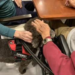 Lucent Hospice - Our volunteer poodle visits patients at a memory care unit.