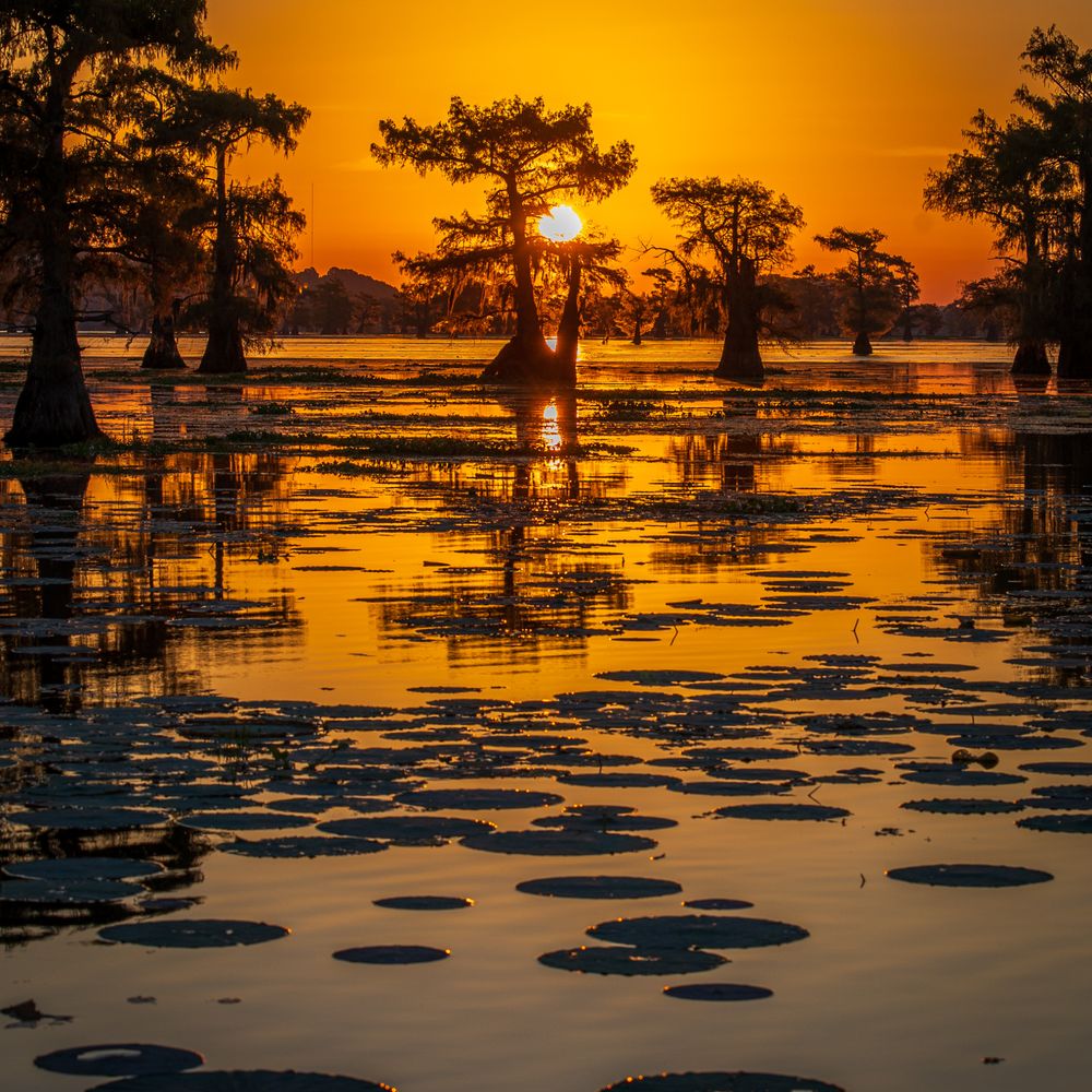 Caddo Lake Bayou Tours - Boat Tours Near Me - Uncertain, Texas