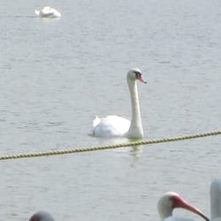 City of Lakeland - 7 swans a swimming