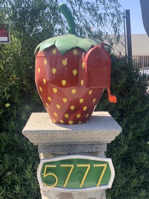 Harry's Berries by null