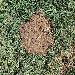 Vans Animal & Pest Control - Gopher mount