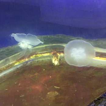 Austin Aquarium - Aquariums Near Me - Austin, Texas