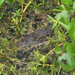 Alligator