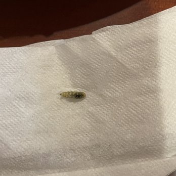 Panda Garden Buffet - a small bug on a napkin - Chinese Near Me - Cookeville, Tennessee