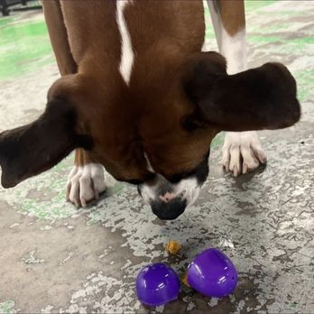 Zoomies - Chanel hunting Easter eggs - Pet Groomers Near Me - Santa Fe, New Mexico