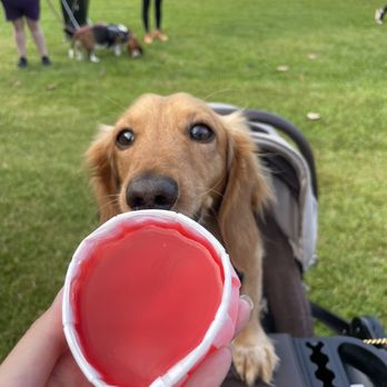 Charity Walk - Active Life Near Me - Honolulu, Hawaii