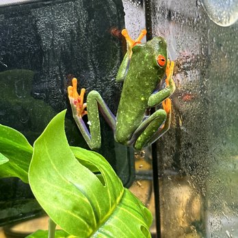 Backwater Reptiles - Broken toes, bleeding and bruising. Frog was very lethargic and died within 24 hours of arrival. - Reptile Shops Near Me - Rocklin, California