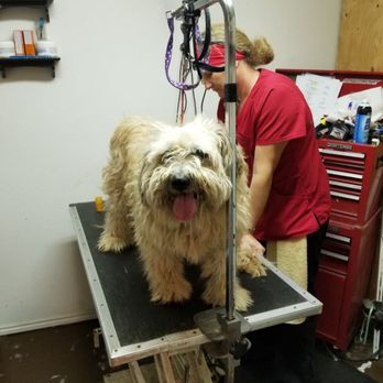 Pampered Pooches - Soft Coated Wheaten, before - Pet Groomers Near Me - Mesquite, Nevada Pampered Pooches - Soft Coated Wheaten, before - Pet Groomers Near Me - Mesquite, Nevada