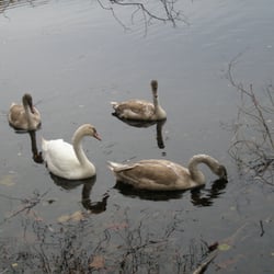 Heider Bergsee - Eine 5-köpfige Schwan-Familie hält sich am Ufer auf