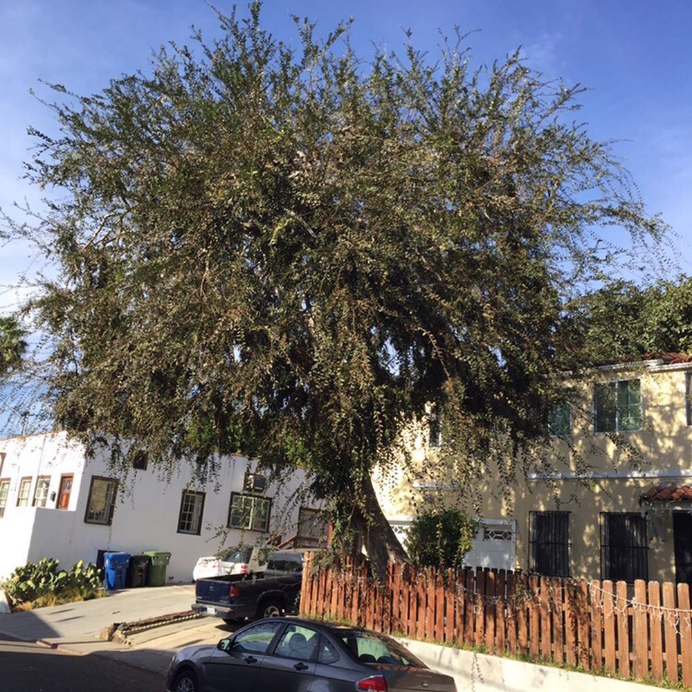 Miguel's Tree Service - Tree Services Near Me Miguel's Tree Service - Tree Services Near Me