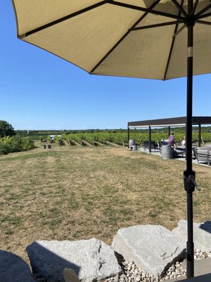 Ravine Vineyard Estate Winery by null
