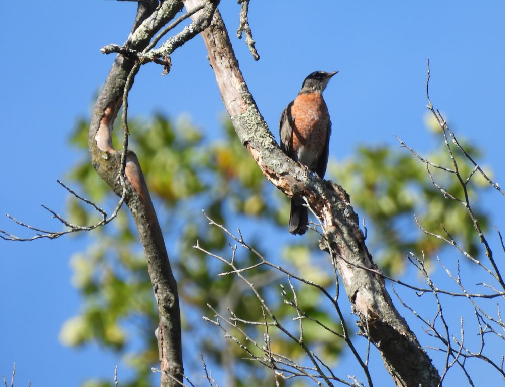 F.A. Seiberling Nature Realm Logo