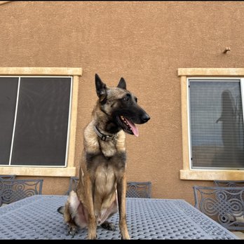 Wonder Dog Academy - Pet Training Near Me - Henderson, Nevada Wonder Dog Academy - Pet Training Near Me - Henderson, Nevada