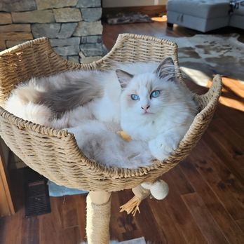 IowaRoyaltyRagdolls - So beautiful - Pet Breeders Near Me IowaRoyaltyRagdolls - So beautiful - Pet Breeders Near Me