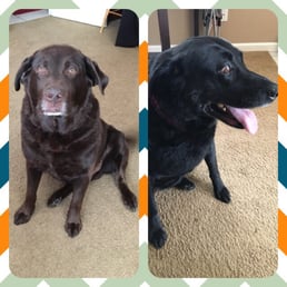 Ace and Abby after their grooming with Lorna!
