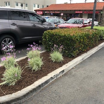 Los Gatos - Fernando's work. - Tree Services Near Me - Santa Ana, California Los Gatos - Fernando's work. - Tree Services Near Me - Santa Ana, California