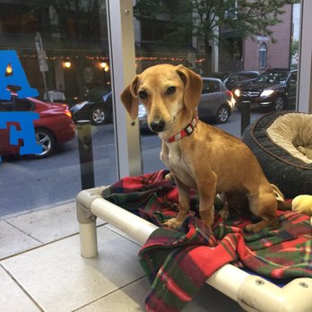 Doggie Style Pets - Pet Stores Near Me - Philadelphia, Pennsylvania Doggie Style Pets - Pet Stores Near Me - Philadelphia, Pennsylvania