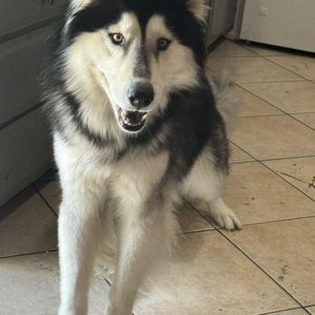 Animal Kingdom - After - Pet Groomers Near Me - Colton, California